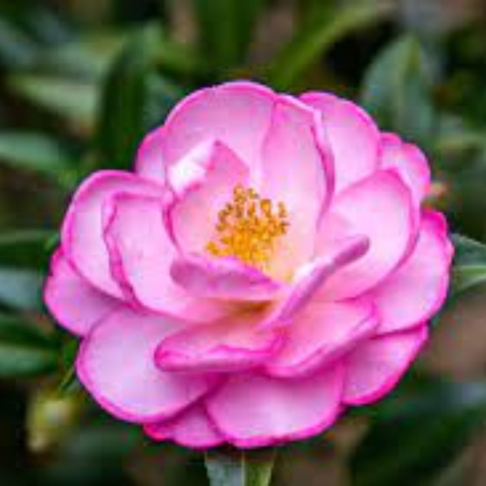 Meet your Posher, Camellia